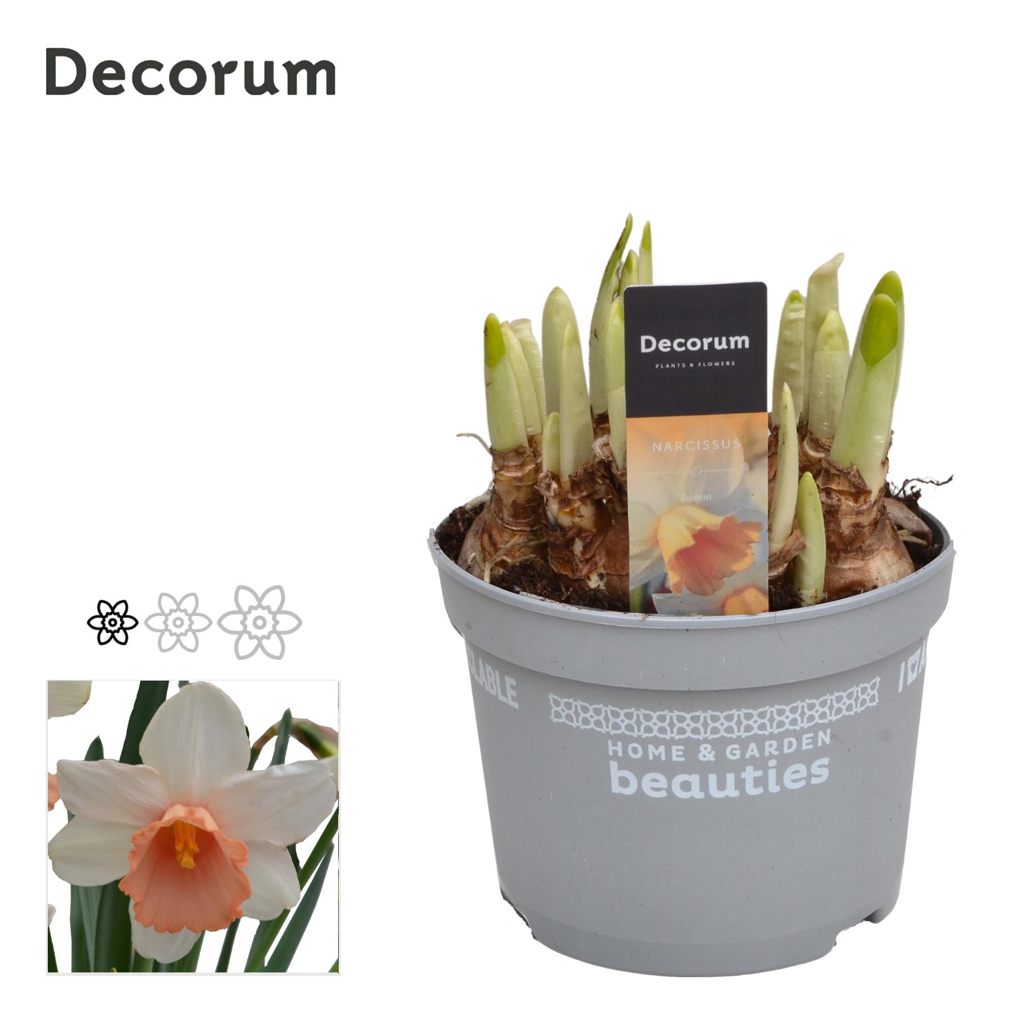 Горшечные цветы и растения оптом Narcissus Iwona (decorum) от 10шт из Голландии с доставкой по России