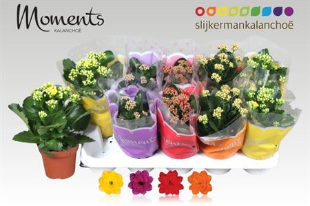 Горшечные цветы и растения оптом Kal Cal Moments Mix от 10шт из Голландии с доставкой по России