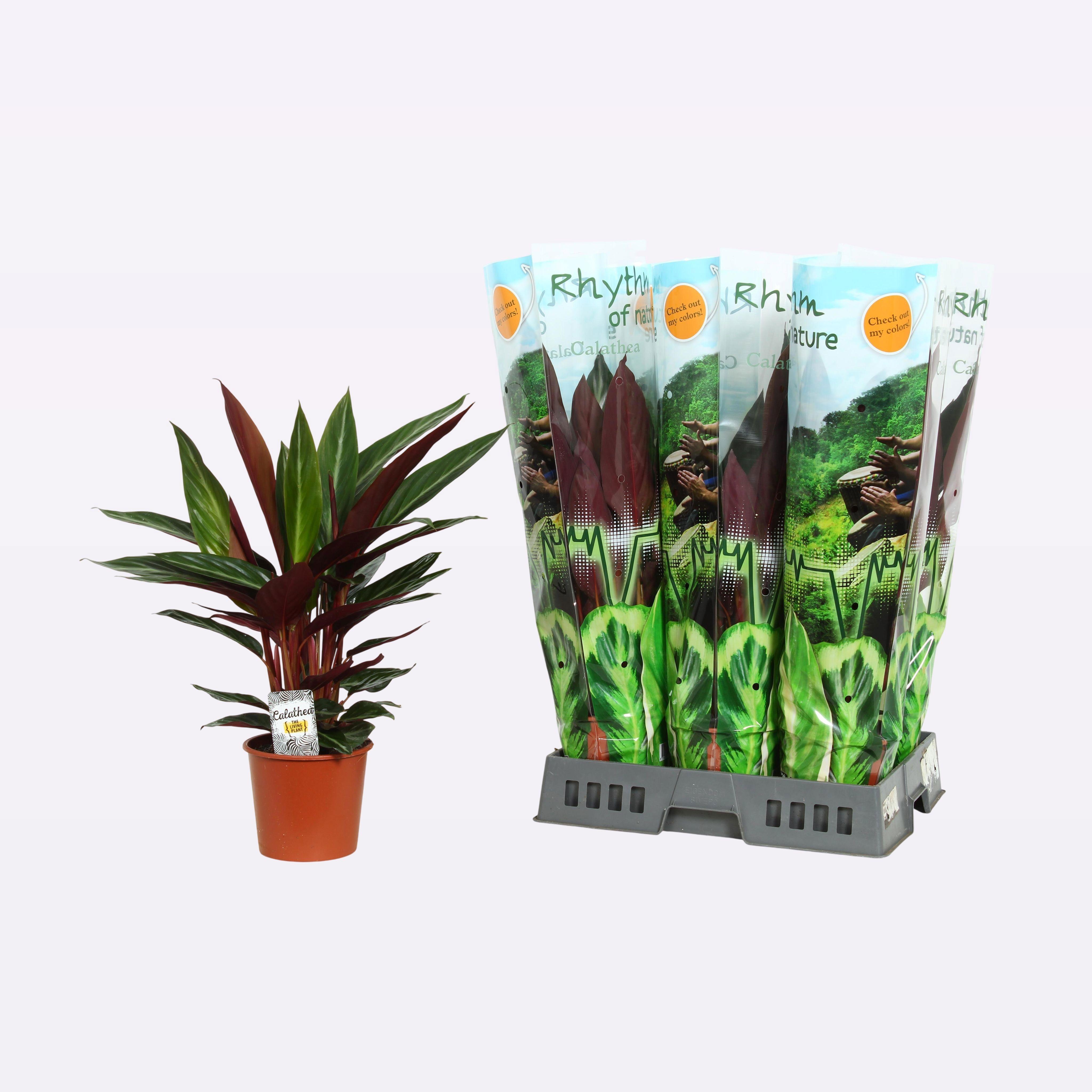 Горшечные цветы и растения оптом Strom Sa Stripestar от 6шт из Голландии с доставкой по России