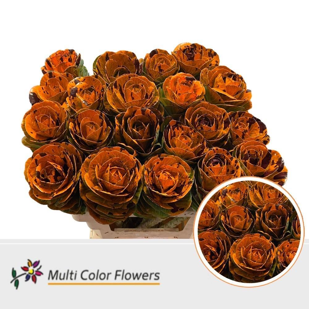 Срезанные цветы оптом Brassica paint orange splash bordeaux от 30шт из Голландии с доставкой по России