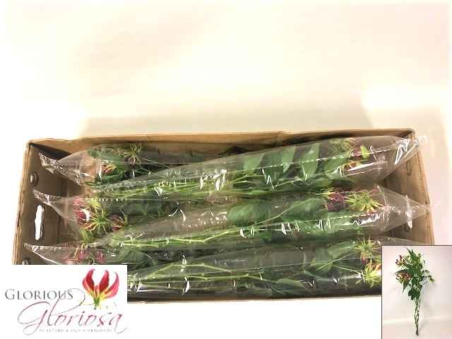 Срезанные цветы оптом Gloriosa rothschildiana от 30шт из Голландии с доставкой по России