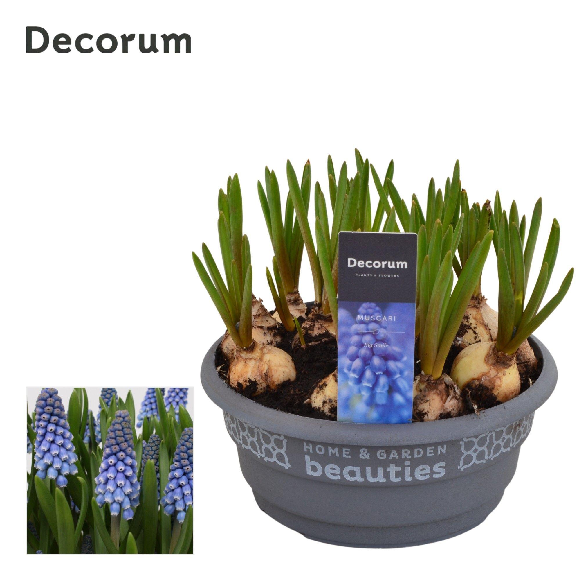 Горшечные цветы и растения оптом Muscari Big Smile (decorum) от 7шт из Голландии с доставкой по России