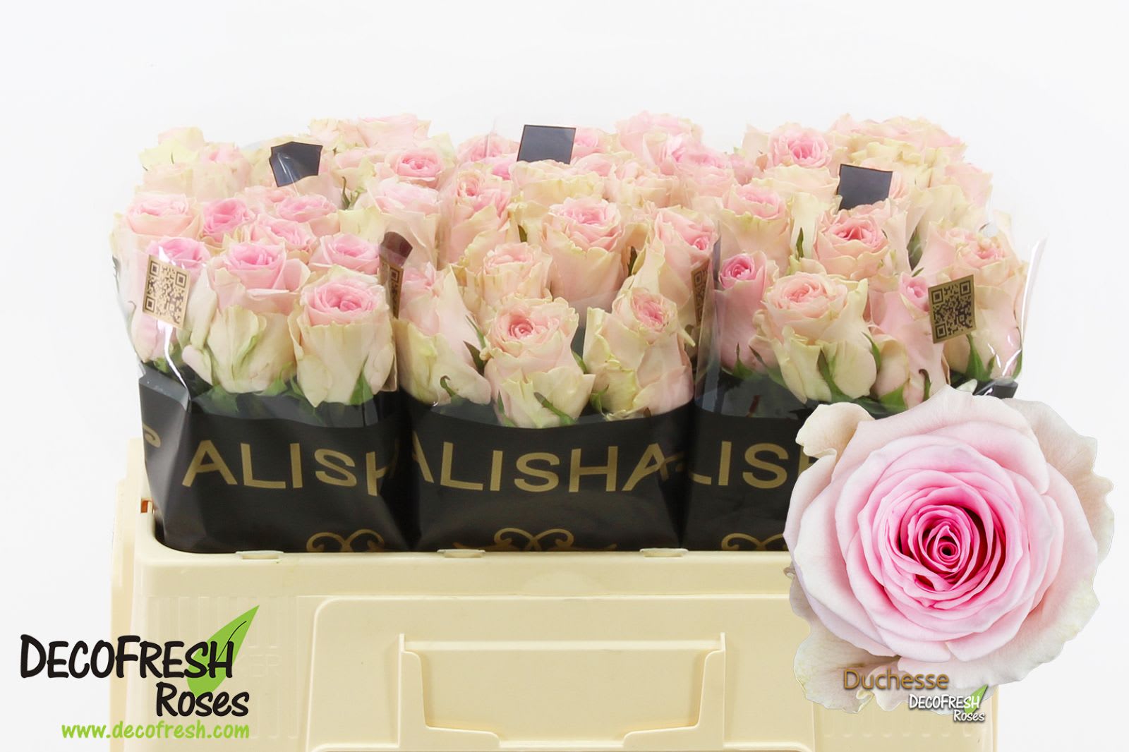 Срезанные цветы оптом Rosa large duchesse от 60шт из Голландии с доставкой по России