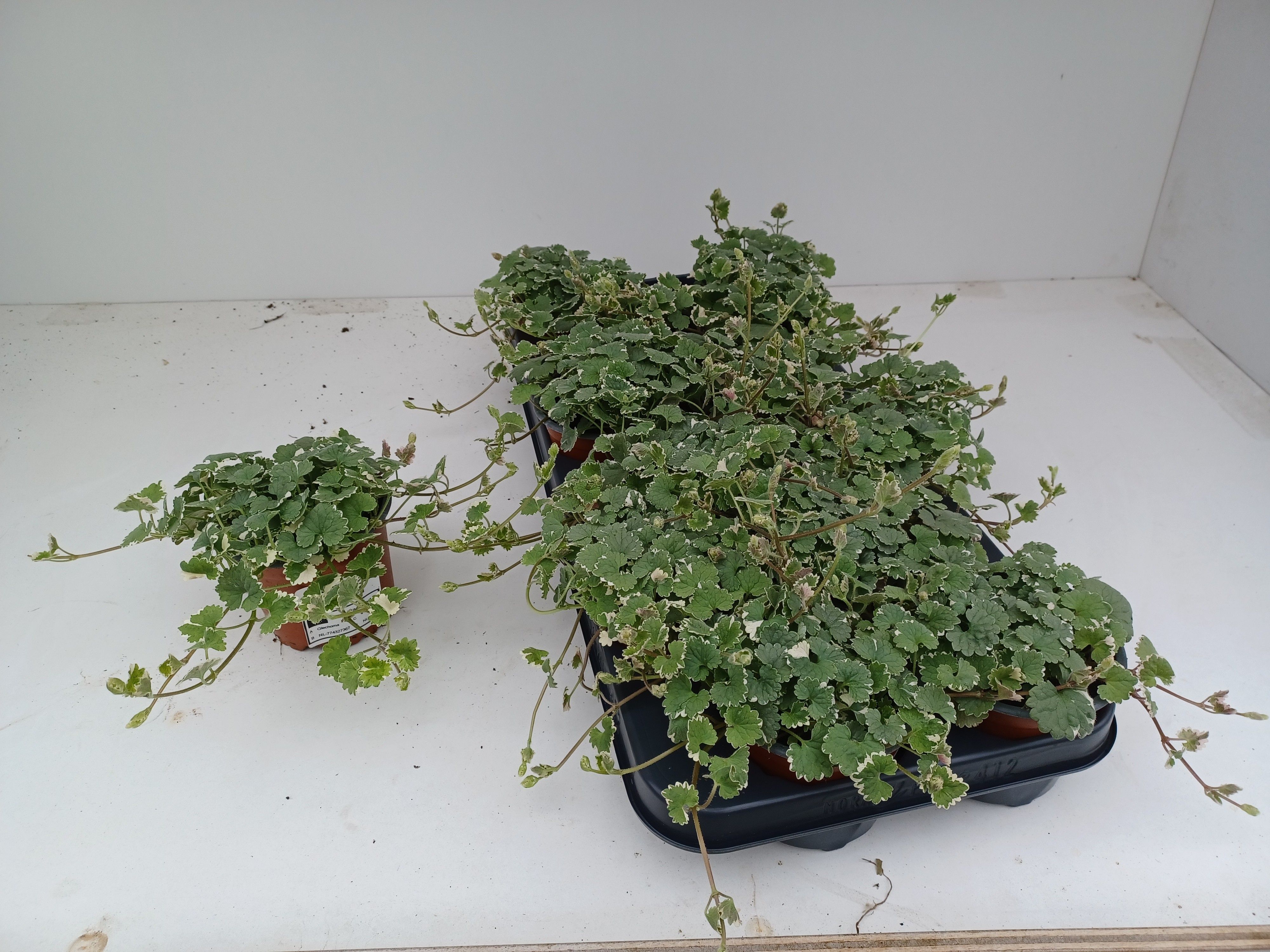 Горшечные цветы и растения оптом Glec Hederacea от 12шт из Голландии с доставкой по России