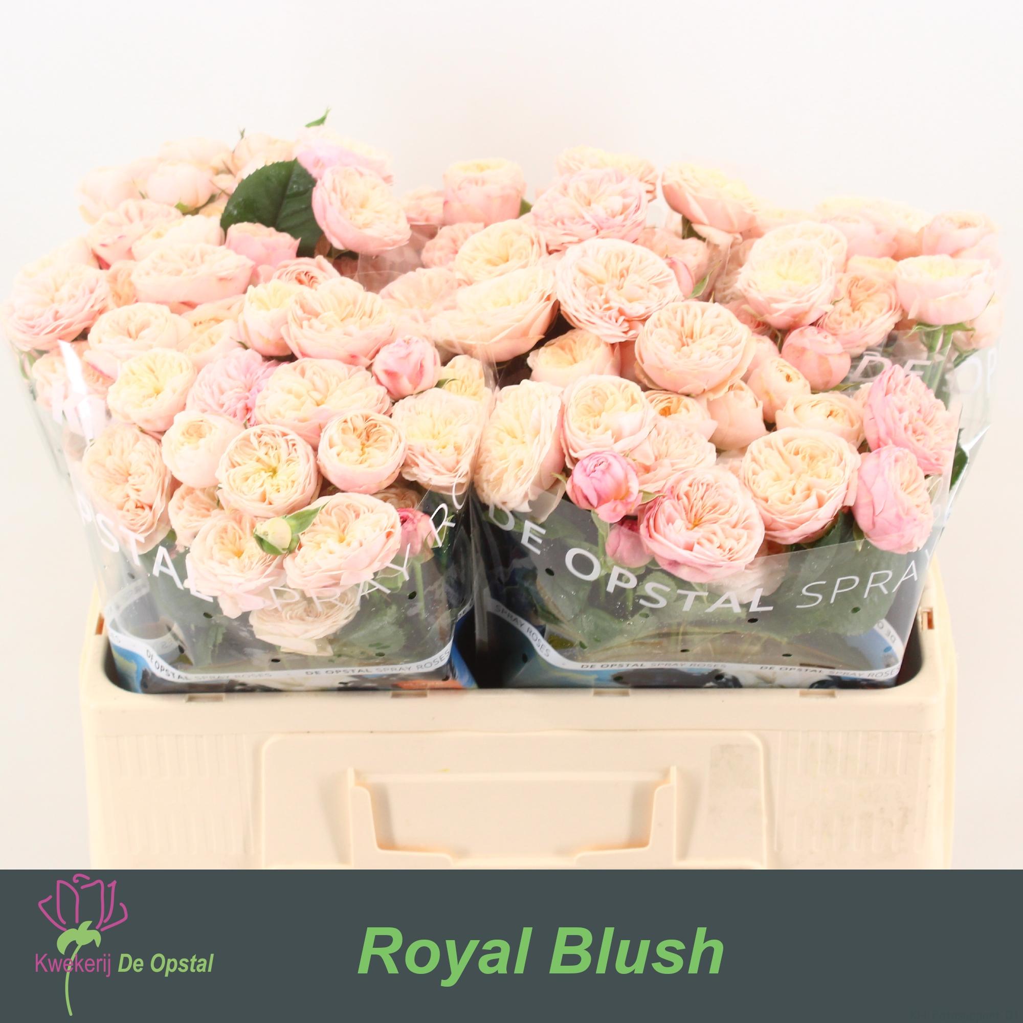 Срезанные цветы оптом Rosa spray royal blush от 50шт из Голландии с доставкой по России