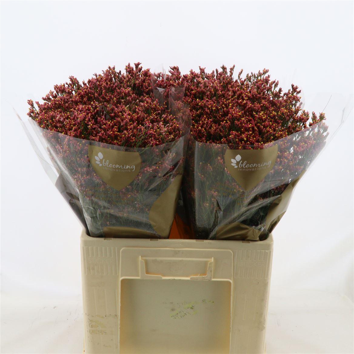 Срезанные цветы оптом Limonium maxima diamond от 100шт из Голландии с доставкой по России