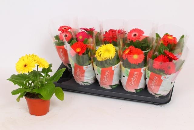 Горшечные цветы и растения оптом Gerbera Mix 2+ от 10шт (для телеги) из Голландии с доставкой по России