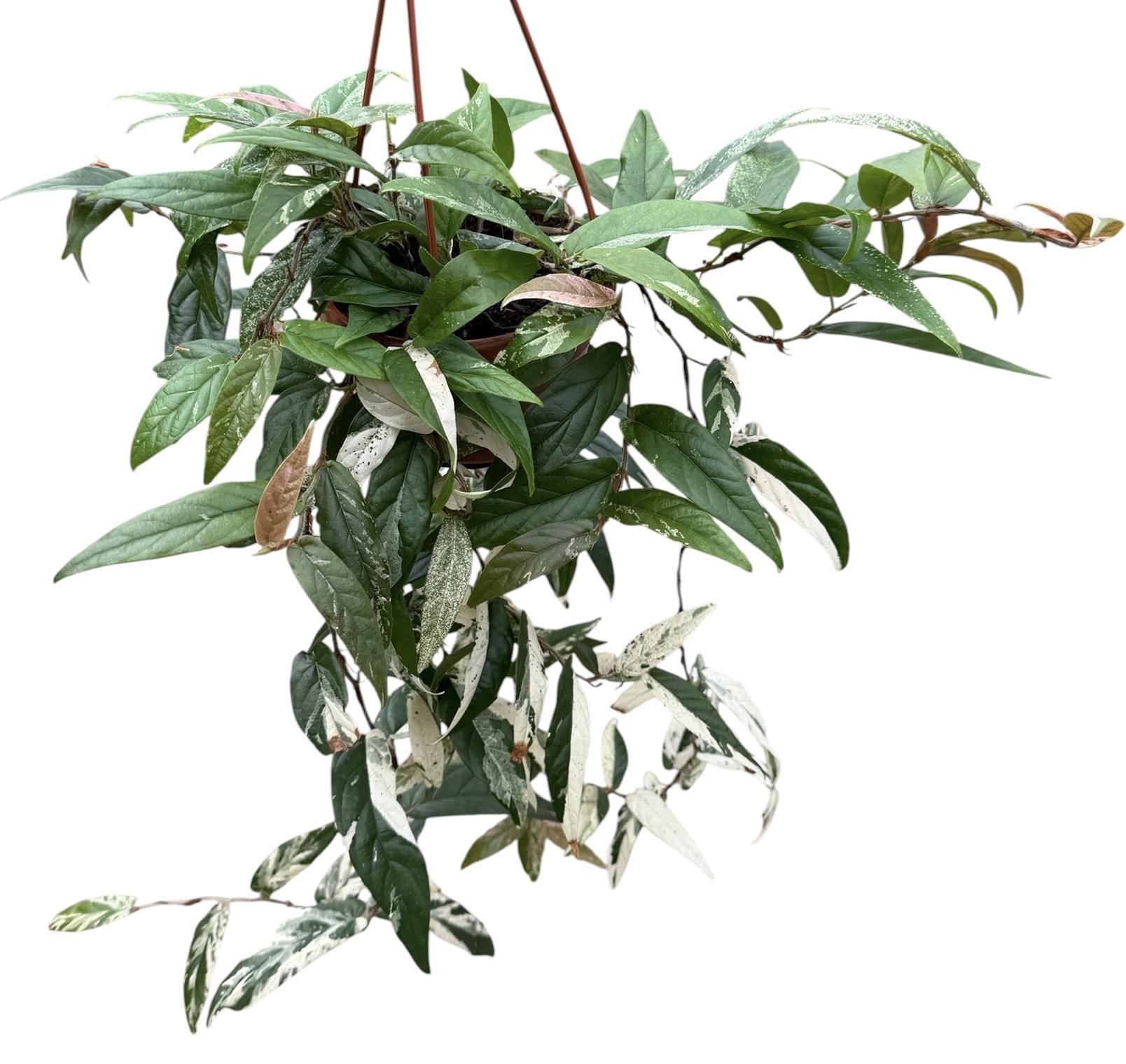 Горшечные цветы и растения оптом Ficus Sagittata Variegata Pink от 1шт из Голландии с доставкой по России