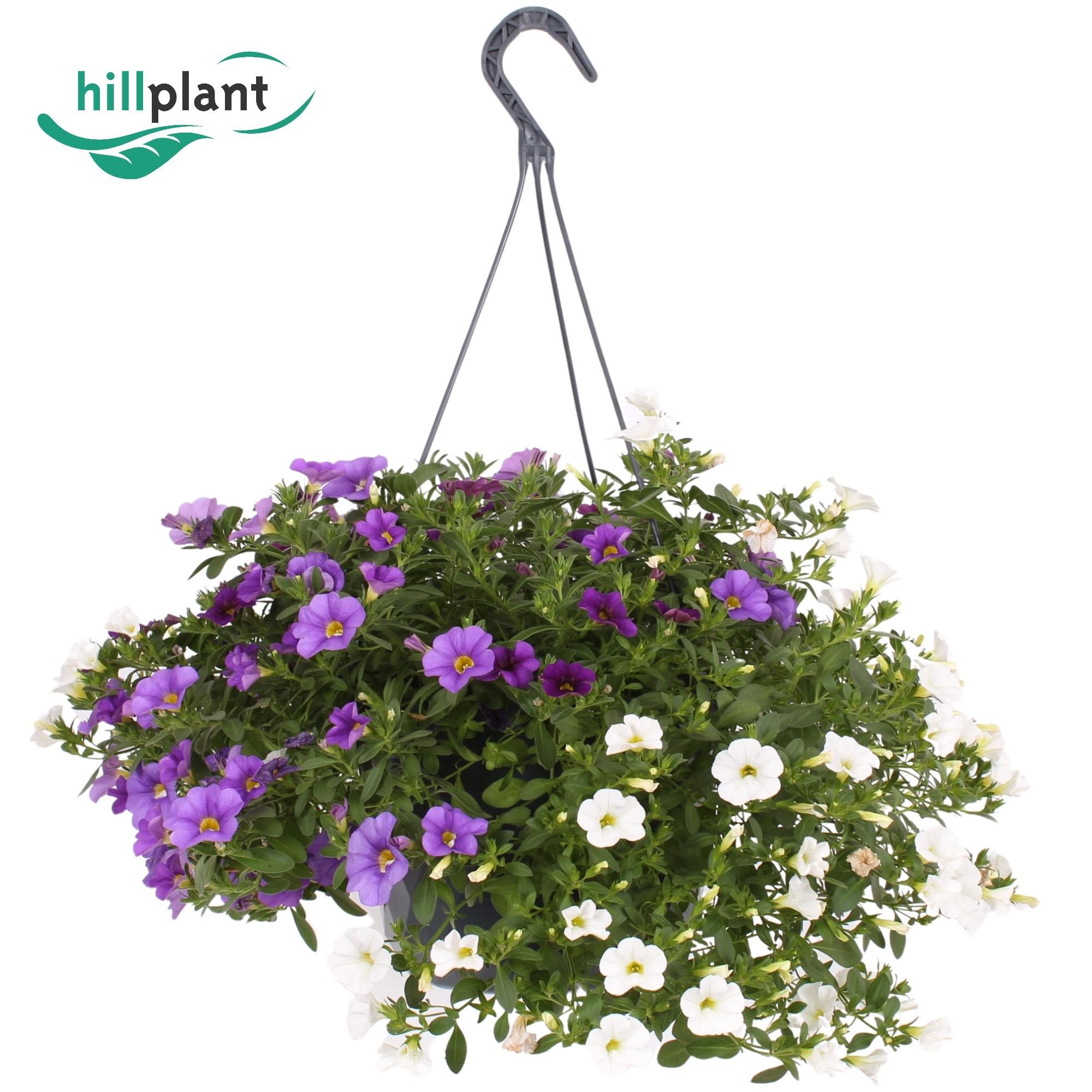 Горшечные цветы и растения оптом Calibrachoa Hangpot Gemengd Paars Wit от 1шт из Голландии с доставкой по России
