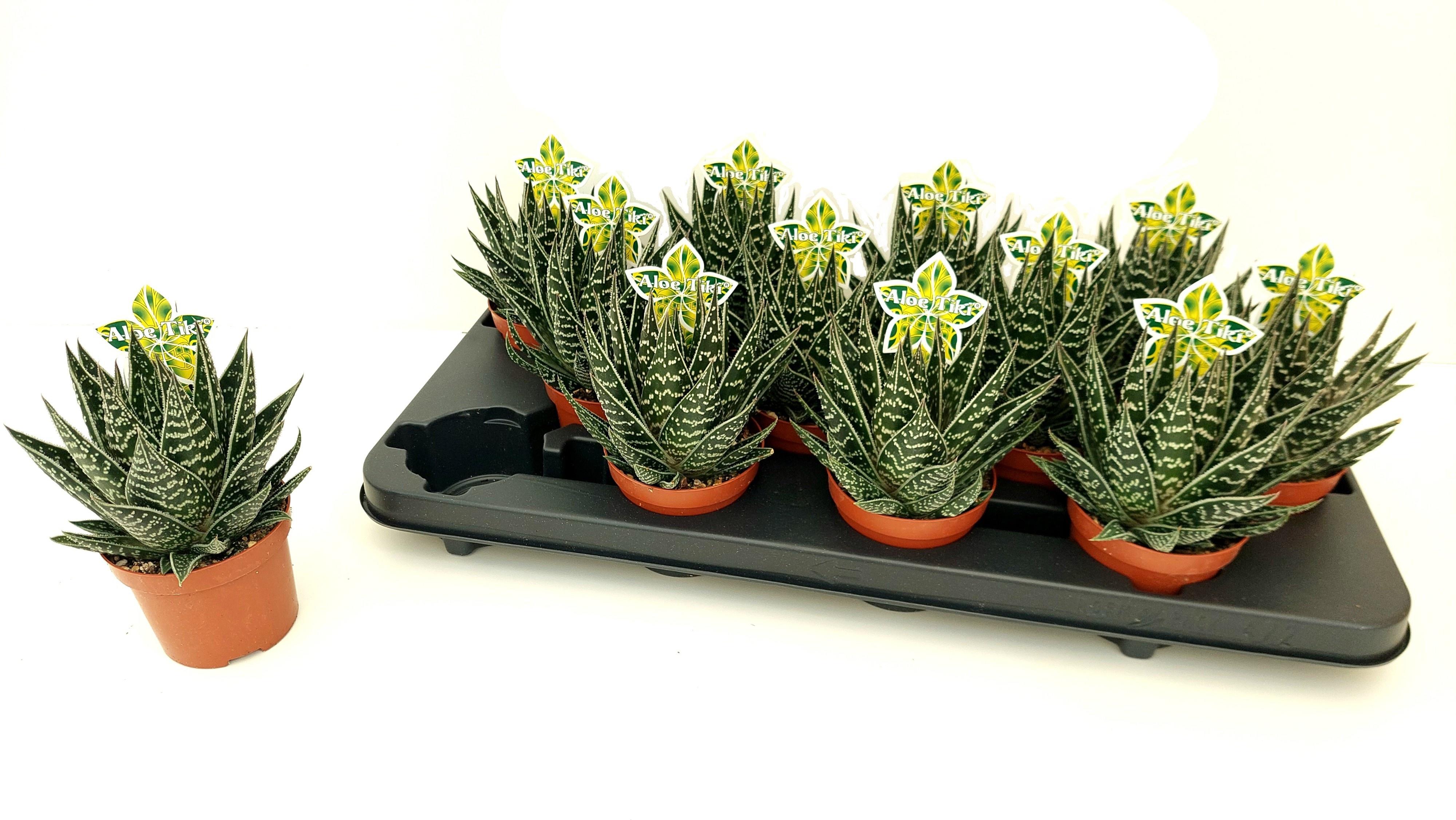 Горшечные цветы и растения оптом Aloe Tiki Tahi от 12шт (для телеги) из Голландии с доставкой по России