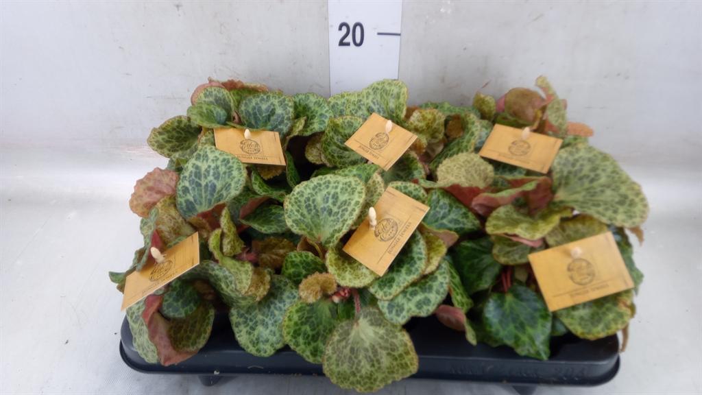 Горшечные цветы и растения оптом Begonia Bd   ... от 6шт (для телеги) из Голландии с доставкой по России