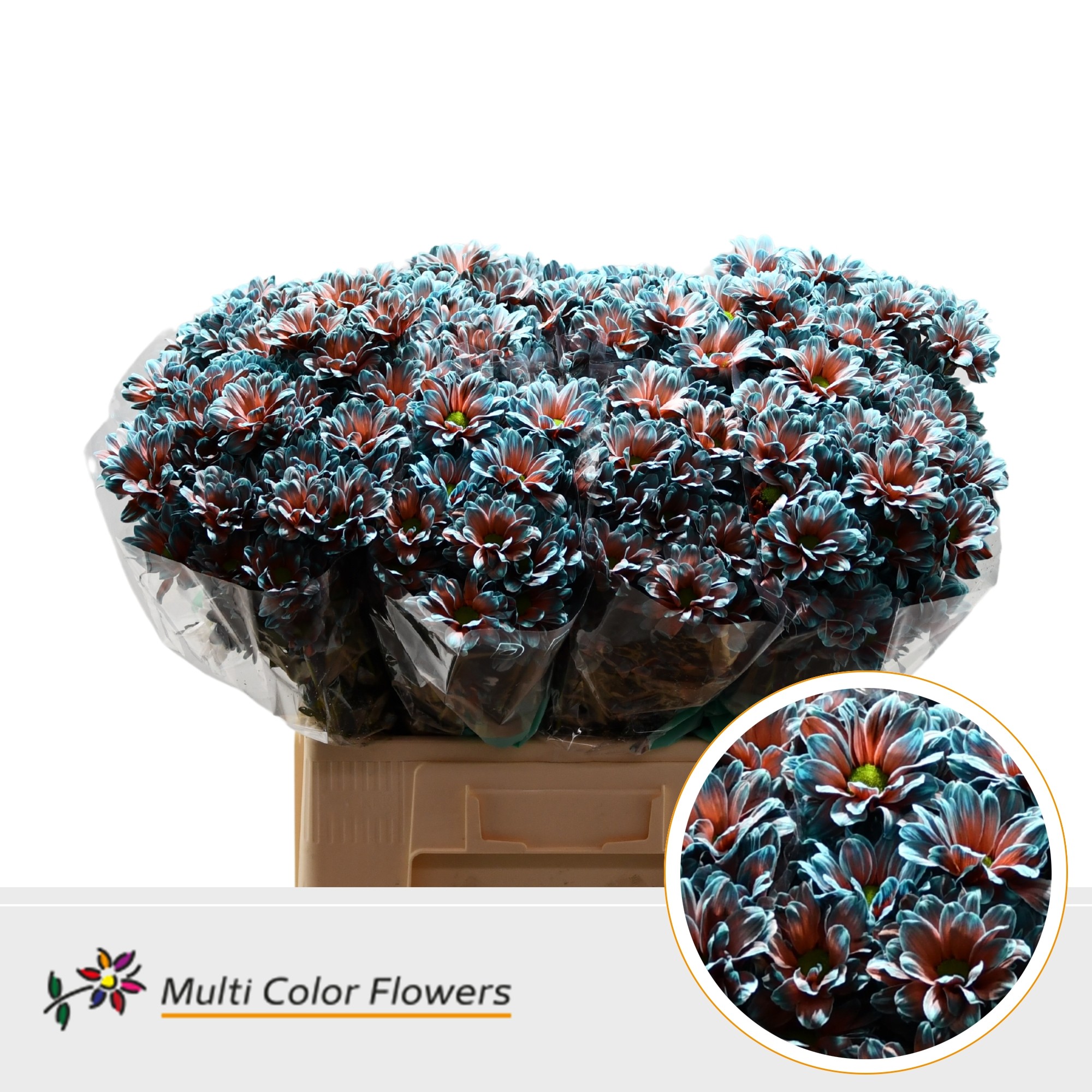 Срезанные цветы оптом Chrys sp paint kennedy blue foot от 40шт. из Голландии с доставкой по России