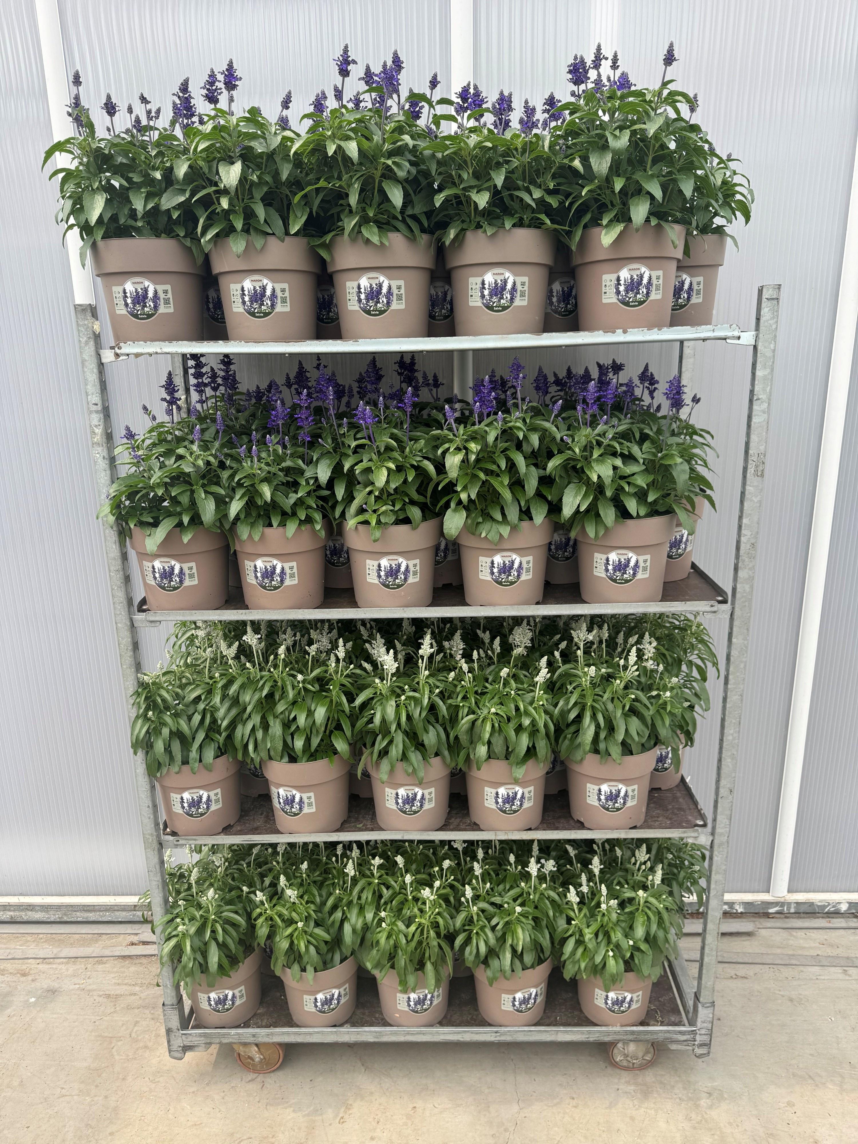 Горшечные цветы и растения оптом Salvia Farina Blue от 1шт из Голландии с доставкой по России