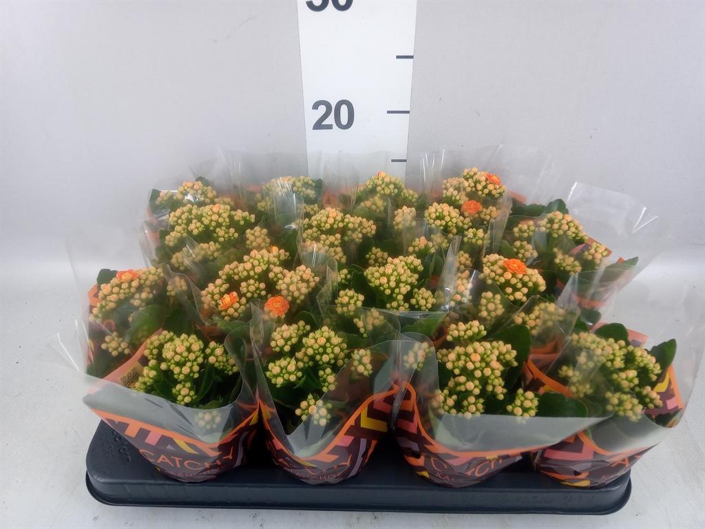Горшечные цветы и растения оптом Kalanchoe Blos. calandiva Hawn от 16шт (для телеги) из Голландии с доставкой по России