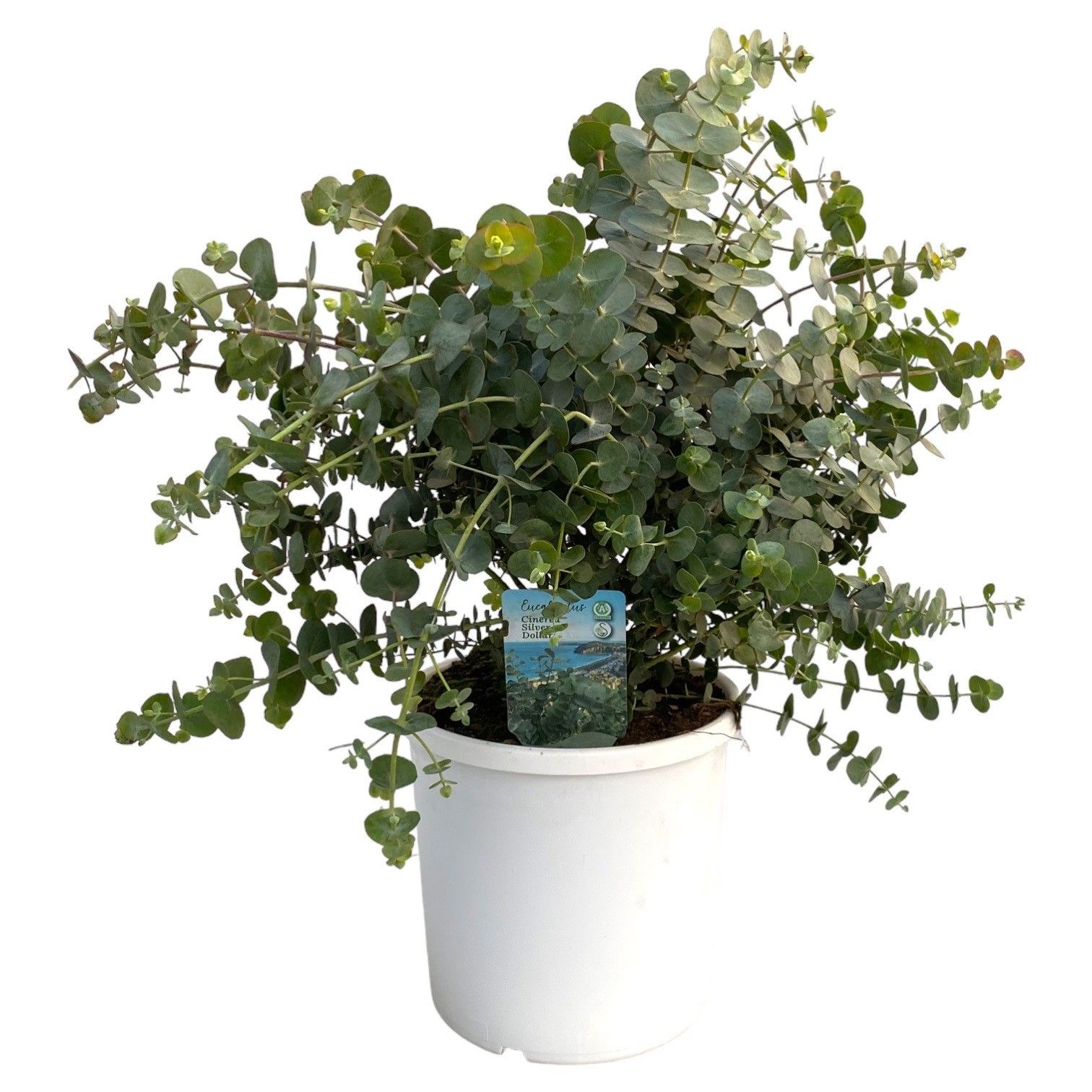 Горшечные цветы и растения оптом Eucalyptus Cinerea от 1шт из Голландии с доставкой по России