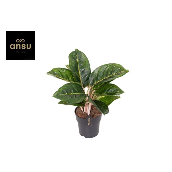 Горшечные цветы и растения оптом Aglaonema Spring Red Green от 3шт из Голландии с доставкой по России
