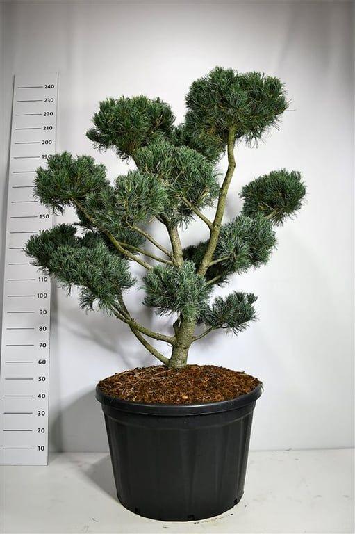 Горшечные цветы и растения оптом Pinus Parv Glauca от 1шт из Голландии с доставкой по России