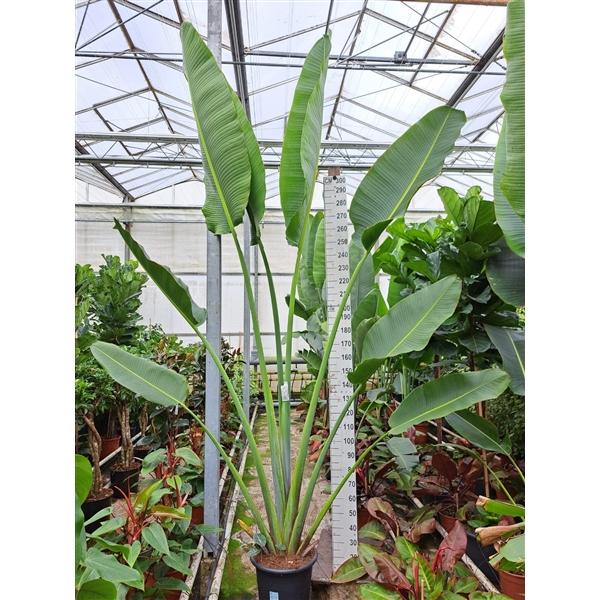 Горшечные цветы и растения оптом Travilers Three от 1шт из Голландии с доставкой по России