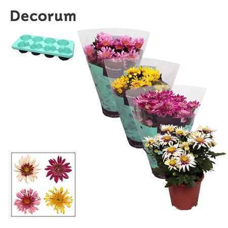 Горшечные цветы и растения оптом Chrys Anemona Mix (decorum) от 8шт из Голландии с доставкой по России