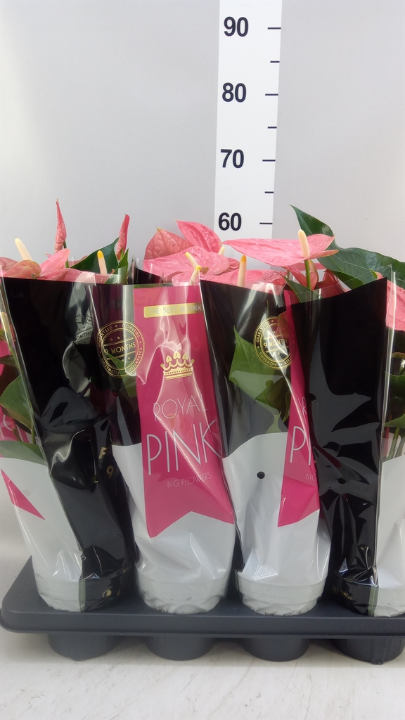 Горшечные цветы и растения оптом Anthurium Andr. colorado от 8шт из Голландии с доставкой по России