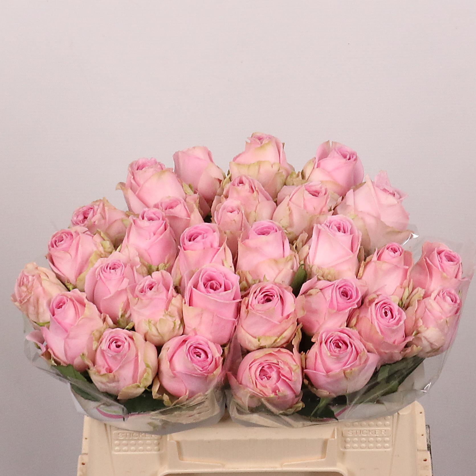 Срезанные цветы оптом Rosa large heidi от 30шт из Голландии с доставкой по России