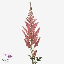Срезанные цветы оптом Astilbe vision in pink от 40шт из Голландии с доставкой по России