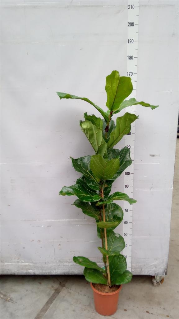 Горшечные цветы и растения оптом Ficus Lyrata 1pp от 1шт из Голландии с доставкой по России
