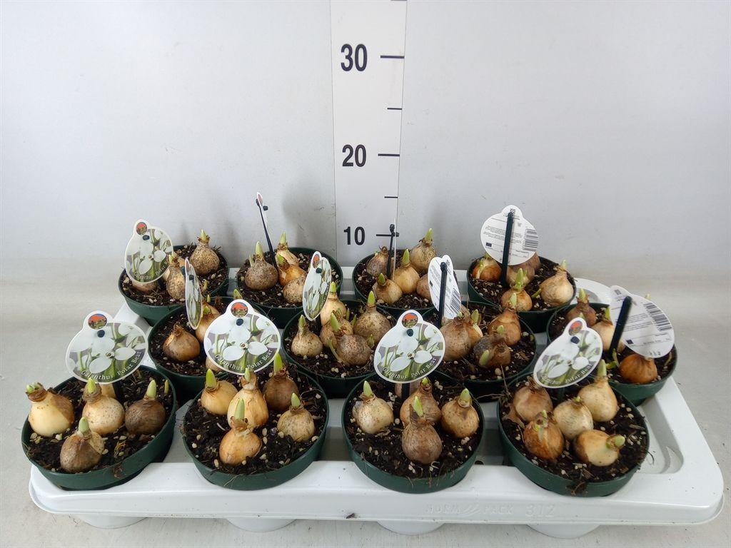 Горшечные цветы и растения оптом Galanthus Nivalis   ...in Pot от 12шт из Голландии с доставкой по России