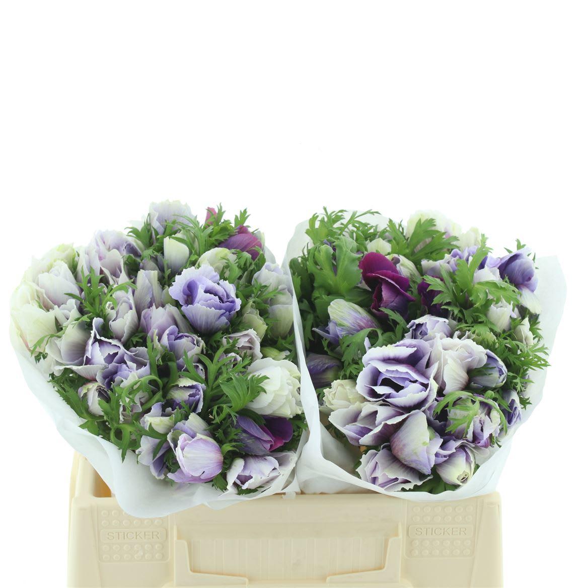 Срезанные цветы оптом Anemone mistral plus azzurro от 100шт из Голландии с доставкой по России