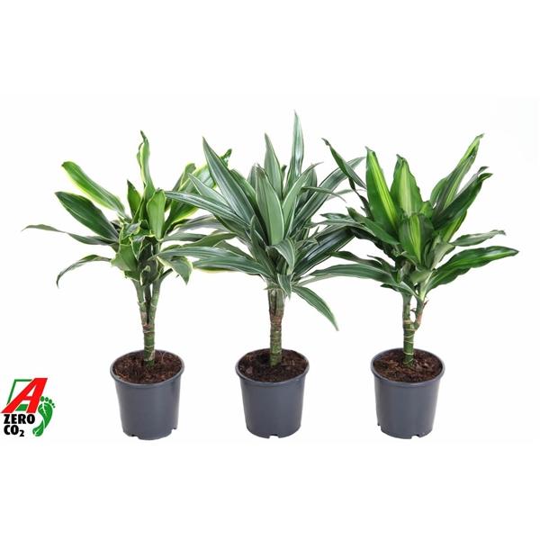 Горшечные цветы и растения оптом Drac Mix 15cm Stem от 6шт из Голландии с доставкой по России