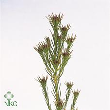 Срезанные цветы оптом Cape green jubilee crown от 50шт из Голландии с доставкой по России