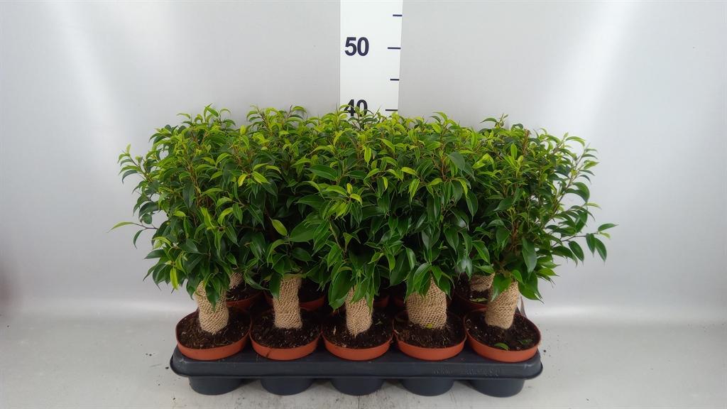 Горшечные цветы и растения оптом Ficus Be Natasja от 10шт из Голландии с доставкой по России