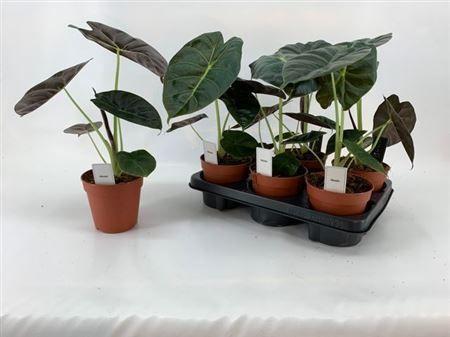 Горшечные цветы и растения оптом Aloc Lukiwan от 6шт (для телеги) из Голландии с доставкой по России