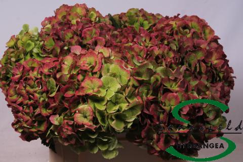 Срезанные цветы оптом Hydrangea verena classic red green jumbo от 5шт из Голландии с доставкой по России