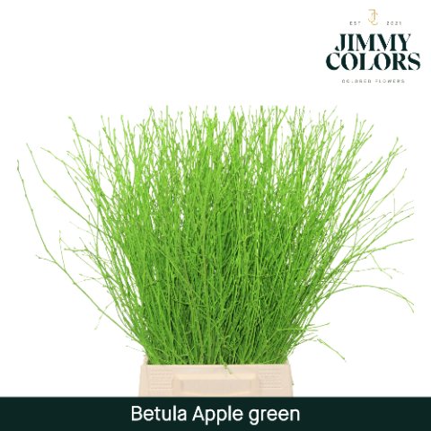Срезанные цветы оптом Betula paint applegreen от 20шт из Голландии с доставкой по России