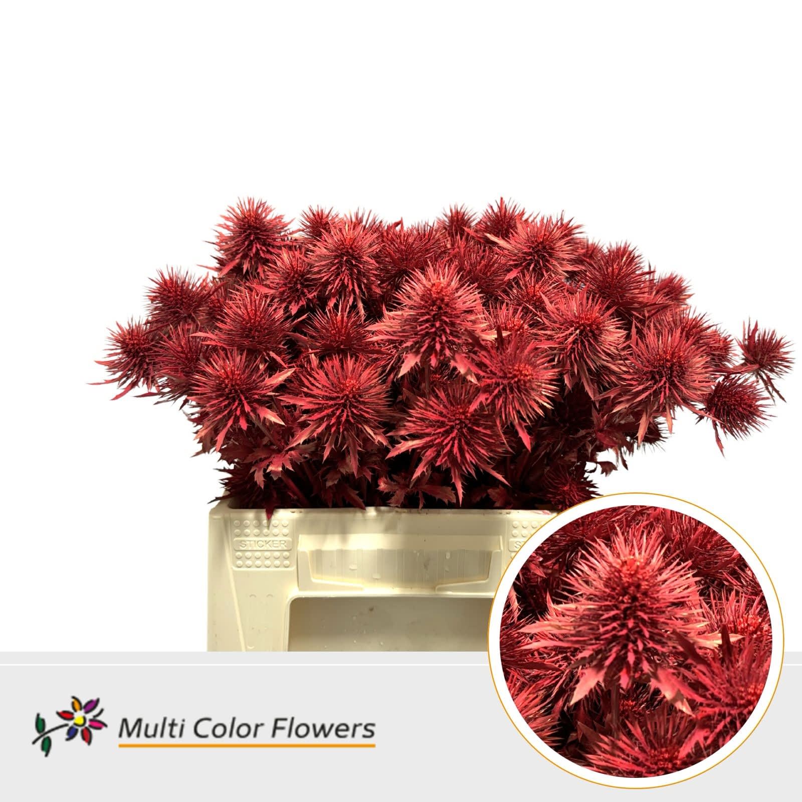 Срезанные цветы оптом Eryngium paint red от 60шт из Голландии с доставкой по России