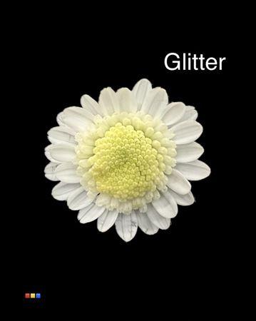 Срезанные цветы оптом Chrys sp paint stallion white + glitter от 60шт из Голландии с доставкой по России