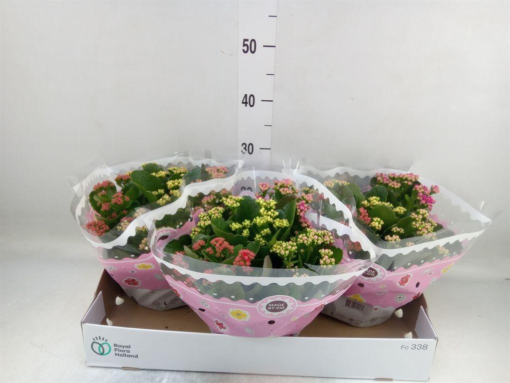 Горшечные цветы и растения оптом Kalanchoe Blos.   ..rosebud Mix/pot от 3шт из Голландии с доставкой по России