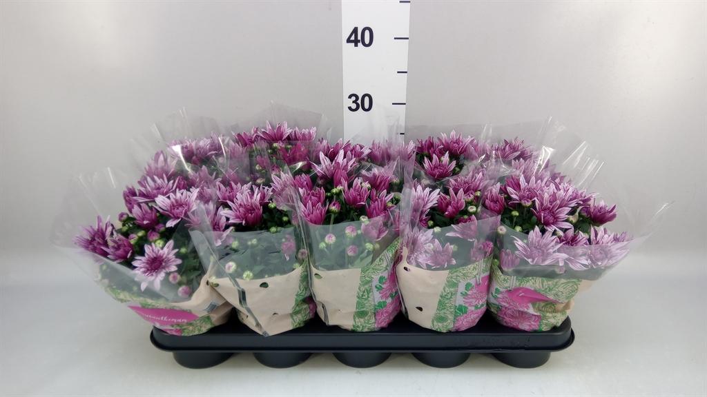 Горшечные цветы и растения оптом Chrysanthemum artistic Jeff Pink от 10шт из Голландии с доставкой по России