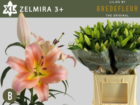 Срезанные цветы оптом Lilium or zelmira от 40шт из Голландии с доставкой по России