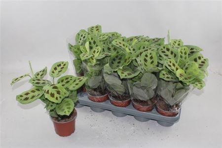 Горшечные цветы и растения оптом Maranta Kerchoveana от 10шт из Голландии с доставкой по России