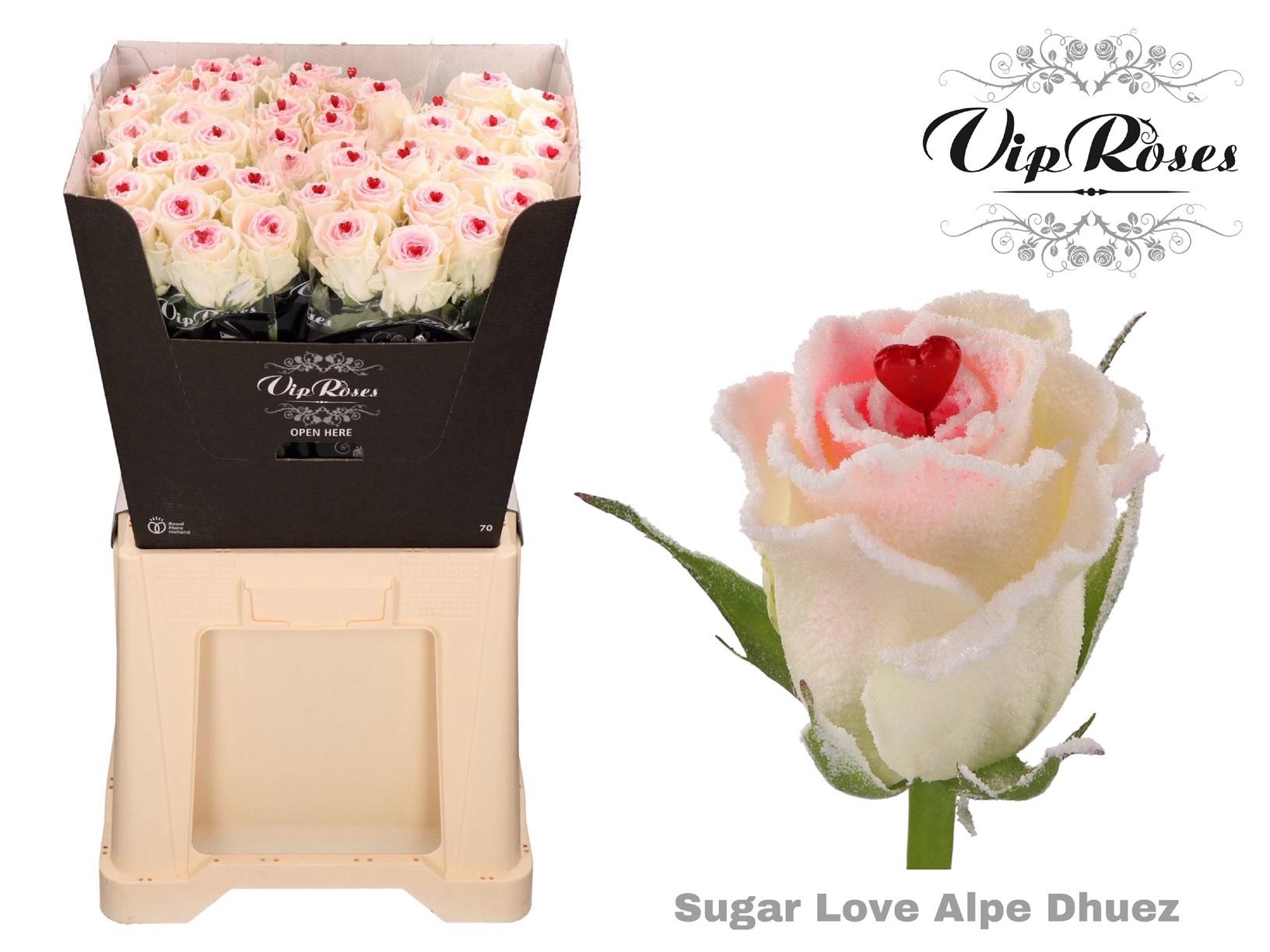 Срезанные цветы оптом Rosa large paint sugar love alpe dhuez от 60шт из Голландии с доставкой по России