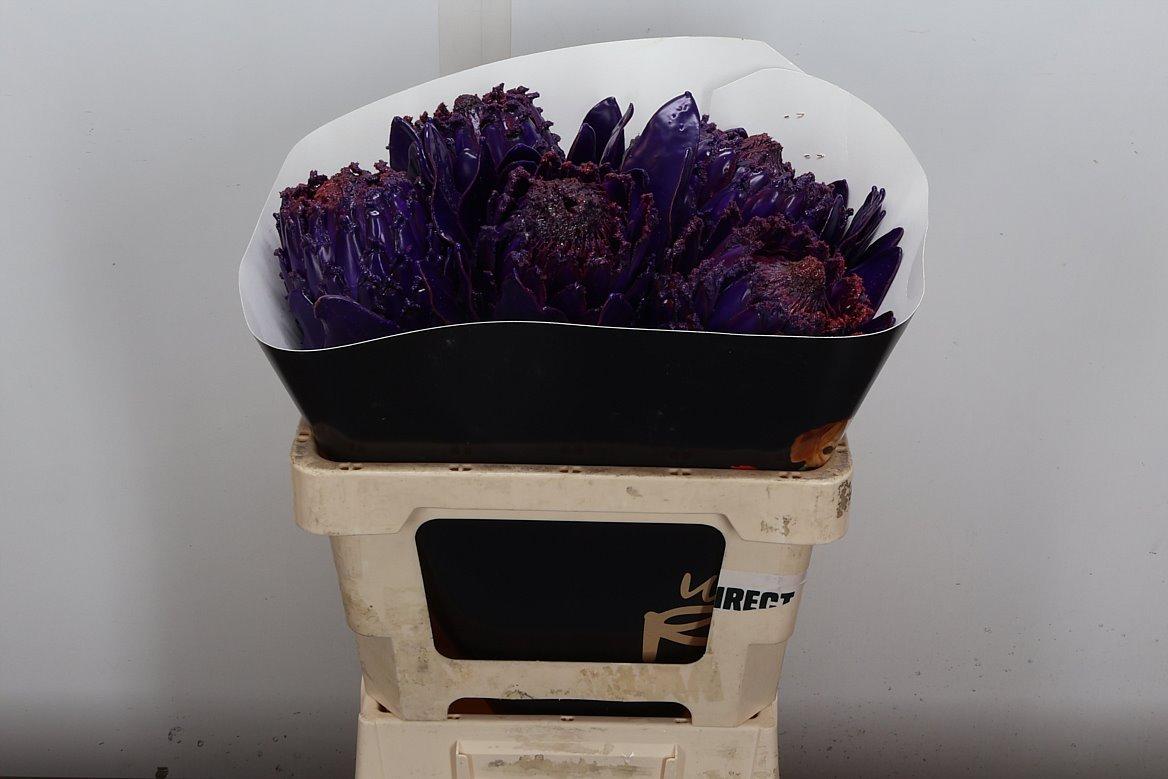Срезанные цветы оптом Protea wax purple от 5шт из Голландии с доставкой по России