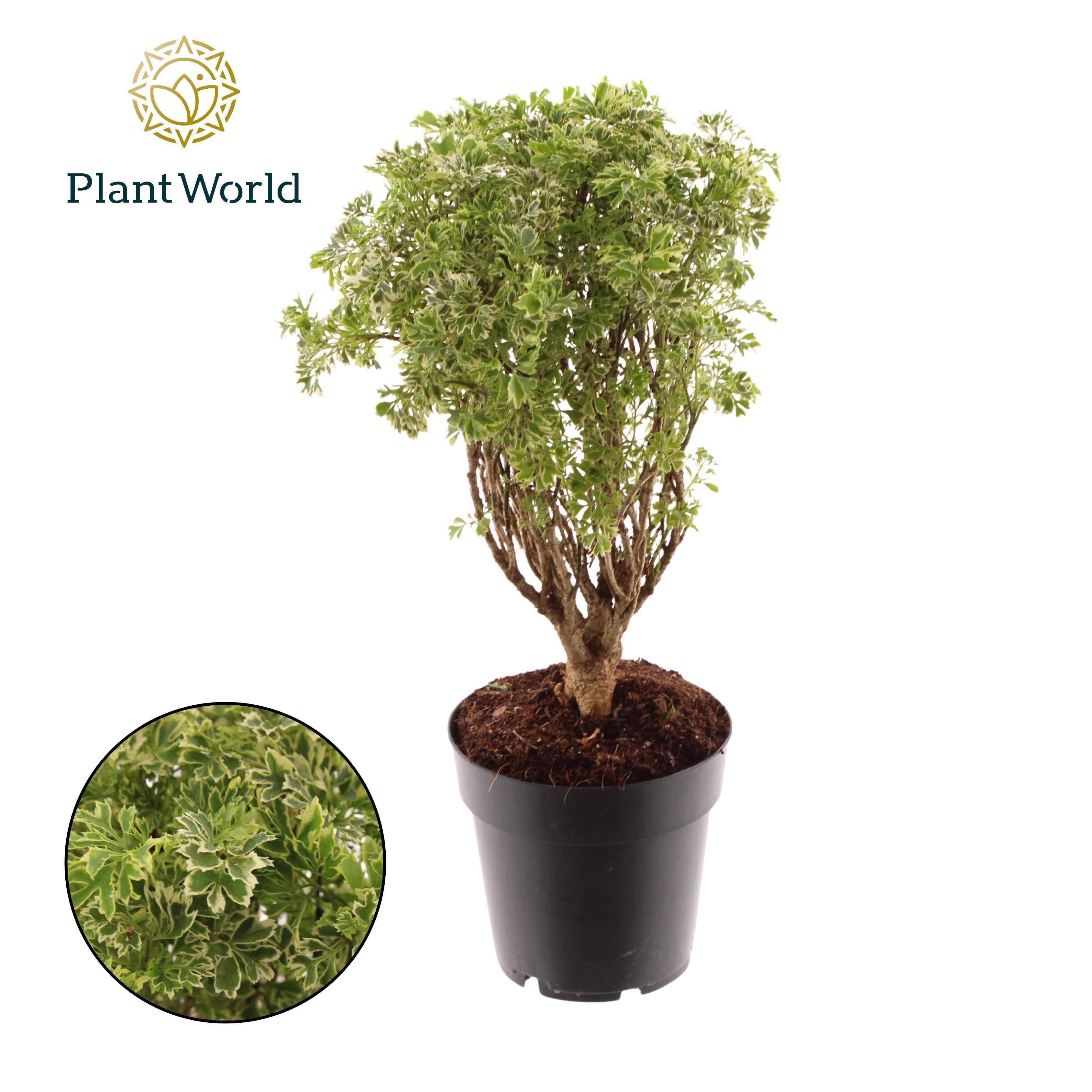 Горшечные цветы и растения оптом Polyscias Hawaiiana Ming Gold Bonsai от 7шт из Голландии с доставкой по России