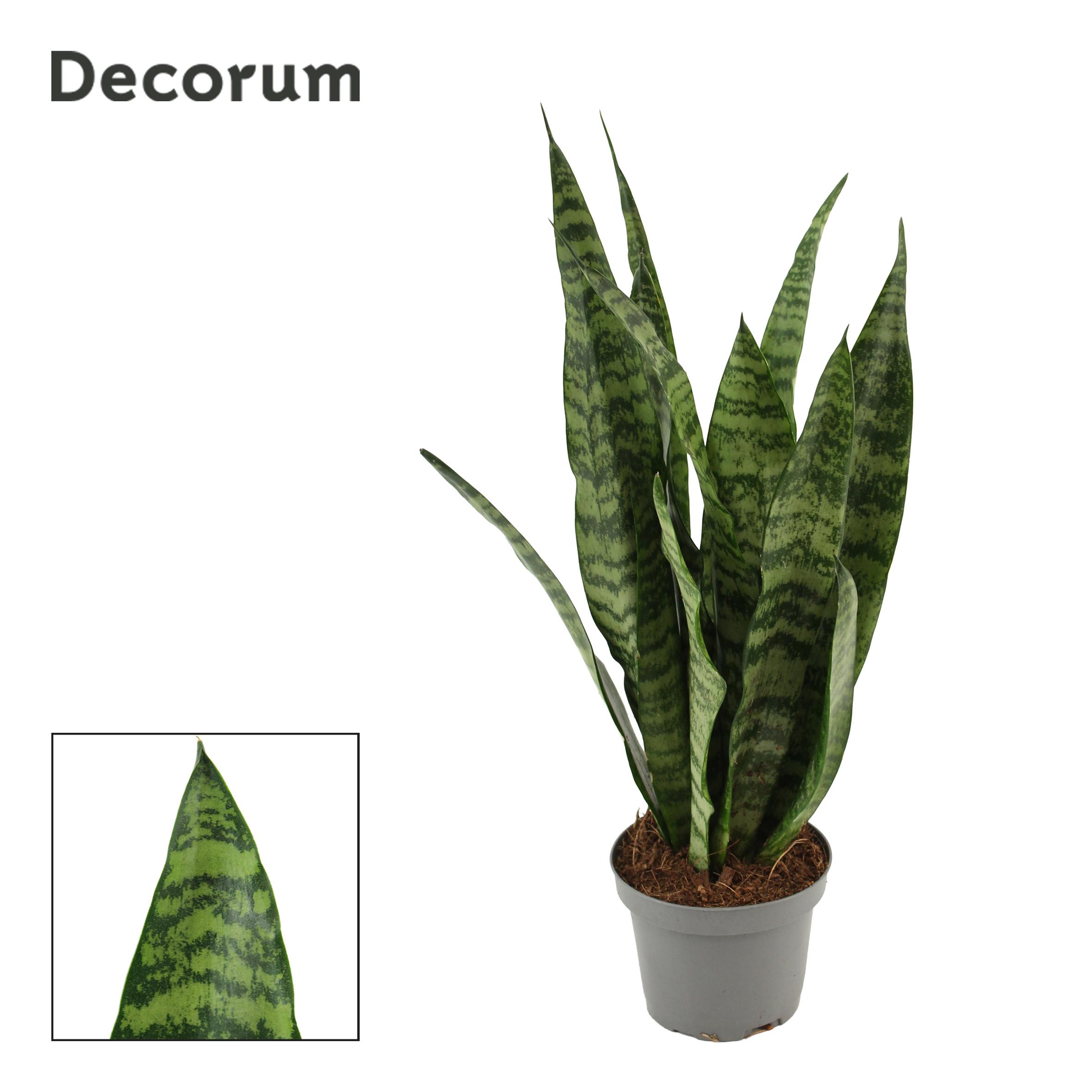 Горшечные цветы и растения оптом Sansevieria Wintergreen 9 Cm (decorum) от 18шт (для телеги) из Голландии с доставкой по России