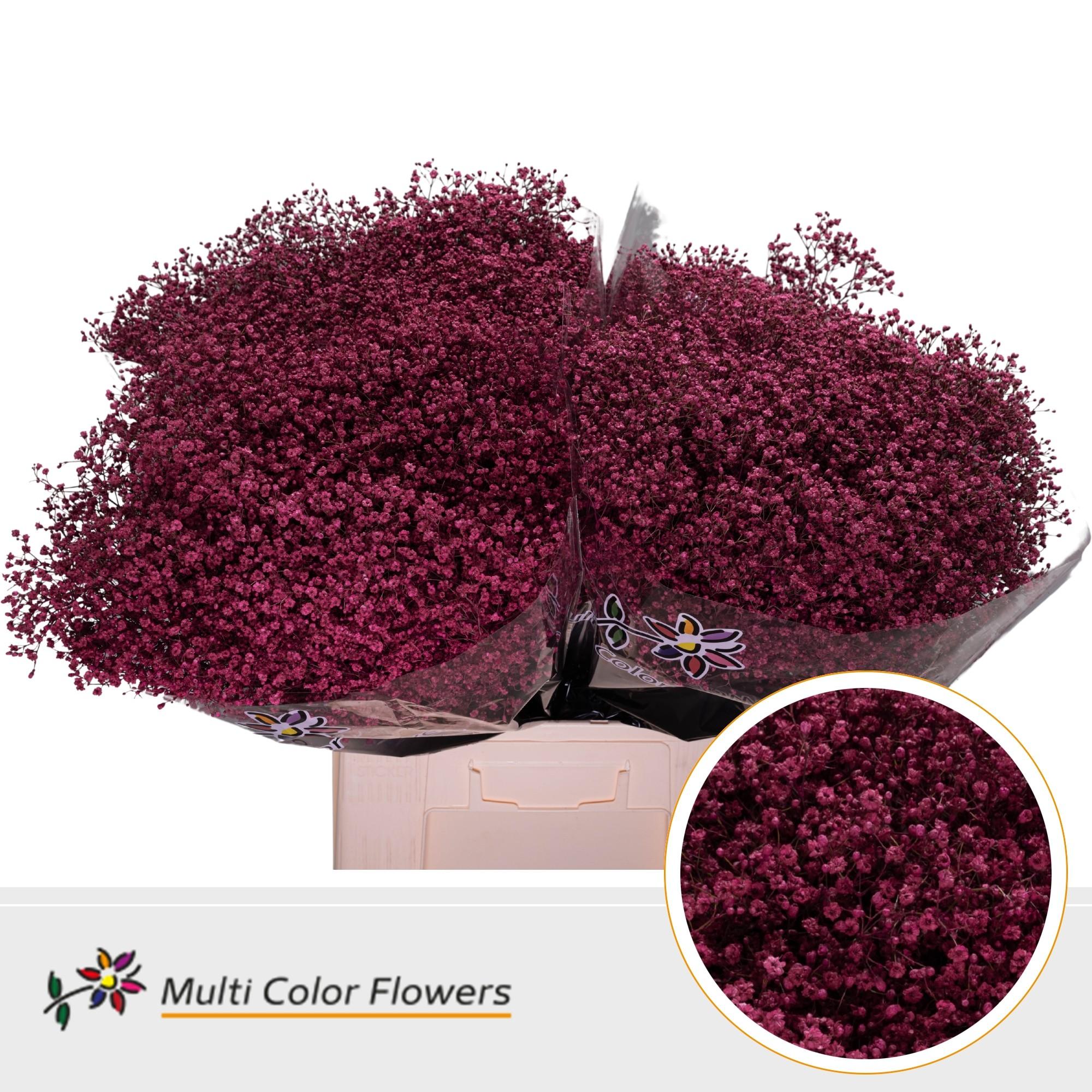 Срезанные цветы оптом Gyps fine paint cerise от 100шт из Голландии с доставкой по России