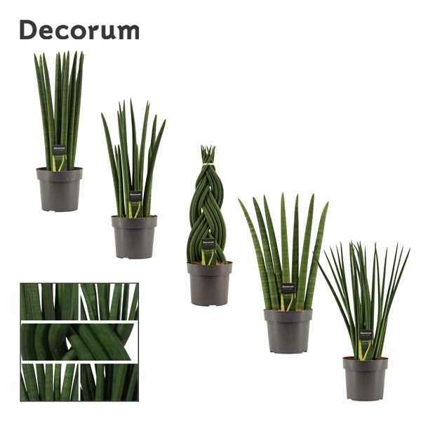 Горшечные цветы и растения оптом Sansevieria Cylindrica Mix (decorum) от 4шт из Голландии с доставкой по России