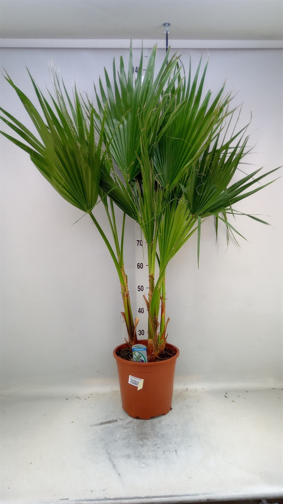 Горшечные цветы и растения оптом Washingtonia Filifera от 1шт из Голландии с доставкой по России