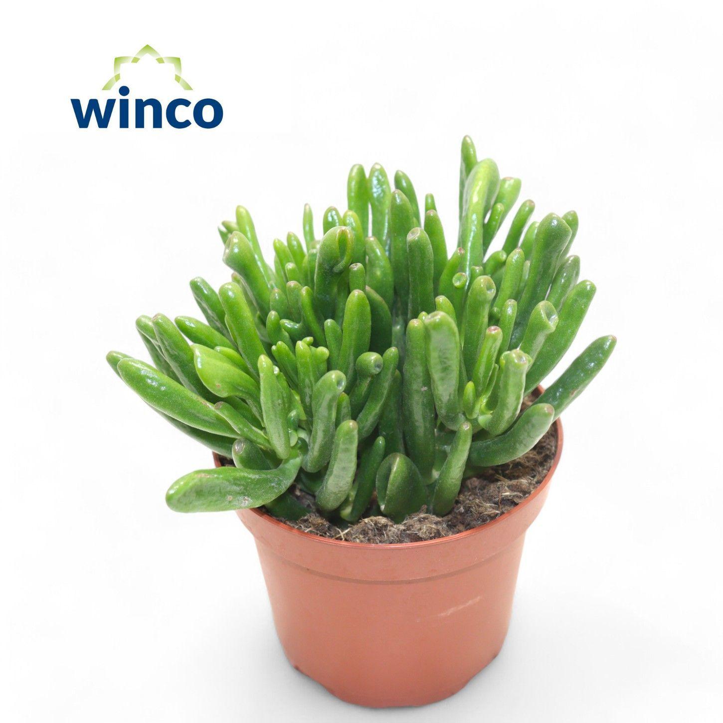 Горшечные цветы и растения оптом Crassula Hobbit от 12шт из Голландии с доставкой по России