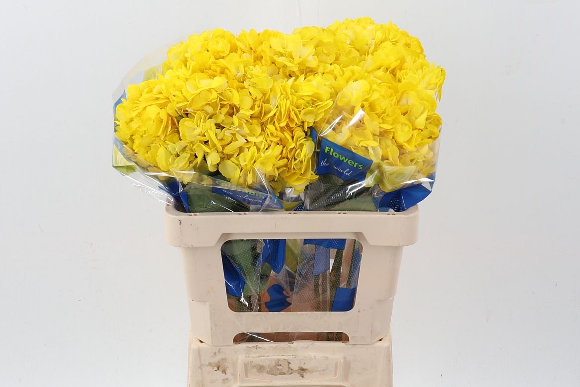 Срезанные цветы оптом Hydrangea yellow от 10шт из Голландии с доставкой по России